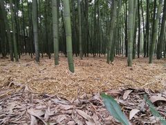 -同里国家湿地公园