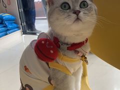 -乐琪宠物医院·犬猫专科·骨外科·急重症