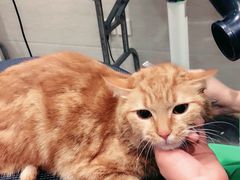 -暖阳宠物医院·犬猫康复中心·骨科