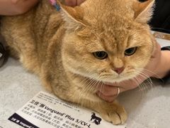 -萌兽医馆·犬猫专科·眼科中心·宠物医院(朝阳门分院)