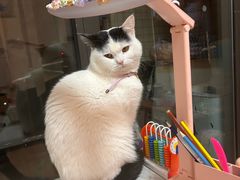 -派特宠物医院(圆融广场店)