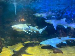 -烟台海昌鲸鲨海洋公园