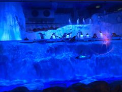 -芜湖新华联大白鲸海洋公园