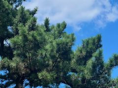 -狼山风景名胜区