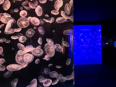 -江和美海洋公园