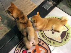 -柴务处·柴犬主题狗咖