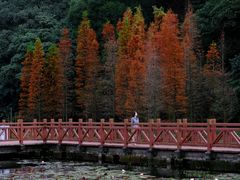 -广州市石门国家森林公园