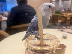-去茶山(重庆万象城店)