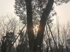 -九科绿洲