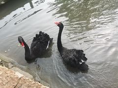 -鹅湖玫瑰文化园