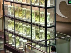 -广东中医药博物馆