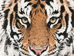 -好芙利·生日蛋糕(迎泽街店)