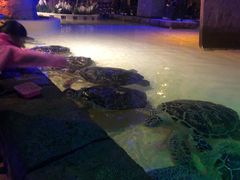 -华夏文旅海洋公园