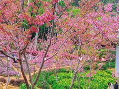 -狐尾山公园