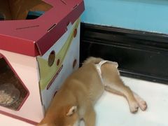 -猫色咖啡·猫咖