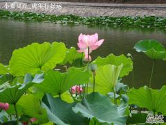 -紫竹院公园冰场