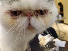 -藏猫猫咖啡主题馆(中央大道店)