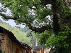 -杨家堂村