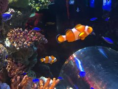 -暹罗海洋世界