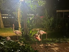 -清迈夜间动物园