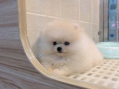 -1013 PET SHOP 宠物商店(近铁城市广场店)