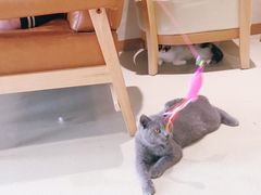 -藏猫猫咖啡主题馆(中央大道店)