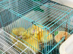 -双季花艺园艺市场(浦东店)