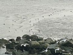 -深圳湾公园(南山区)