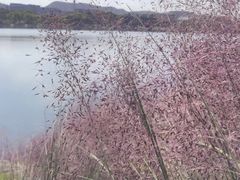 -羊山湖公园