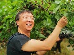 -鱼子山桑葚生态采摘园