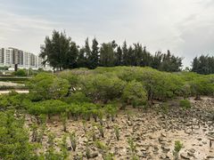 -宝安西湾红树林湿地公园