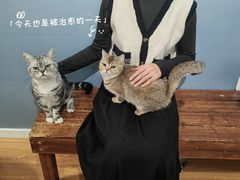 -这儿没有猫·猫咖萌宠馆·撸猫