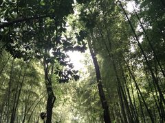 -苏州上方山国家森林公园