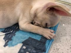 -momokira米努特·德文卷毛猫·棉花面纱犬