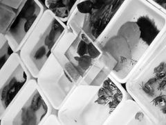 -清平路水族市场