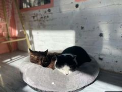 -喵屿·大理花园猫咖