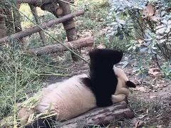 -成都大熊猫繁育研究基地