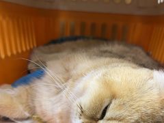 -美联众合爱康动物医院•复杂内科•肿瘤科•牙科•腔镜诊疗中心