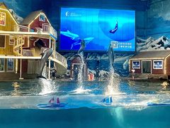 -西安曲江海洋极地公园