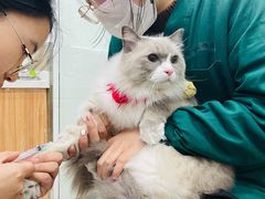 -乐嘟嘟宠物医院