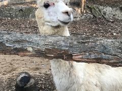 -清迈夜间动物园