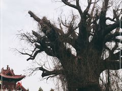 -大槐树寻根祭祖园