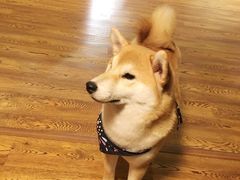 -柴务处·柴犬主题狗咖