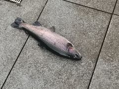 -京北渔家傲