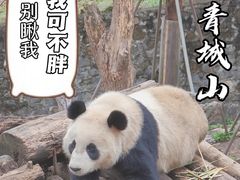 -都江堰中华大熊猫苑
