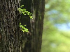 -上海共青森林公园