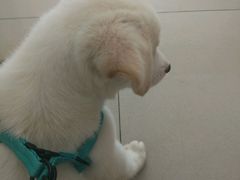 -瑞鹏宠物医院·爱宠堂·骨外专科(西荷分院)