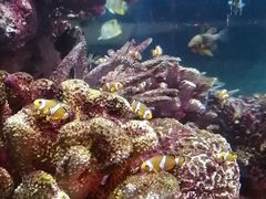 -暹罗海洋世界