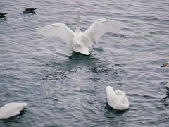 -烟墩角天鹅湖