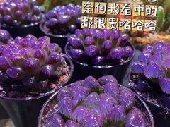 -双季花艺园艺市场(浦东店)